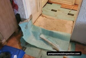 How to Remove Mold from Carpet