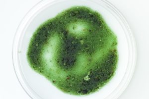 mold inspection and testing pompano beach